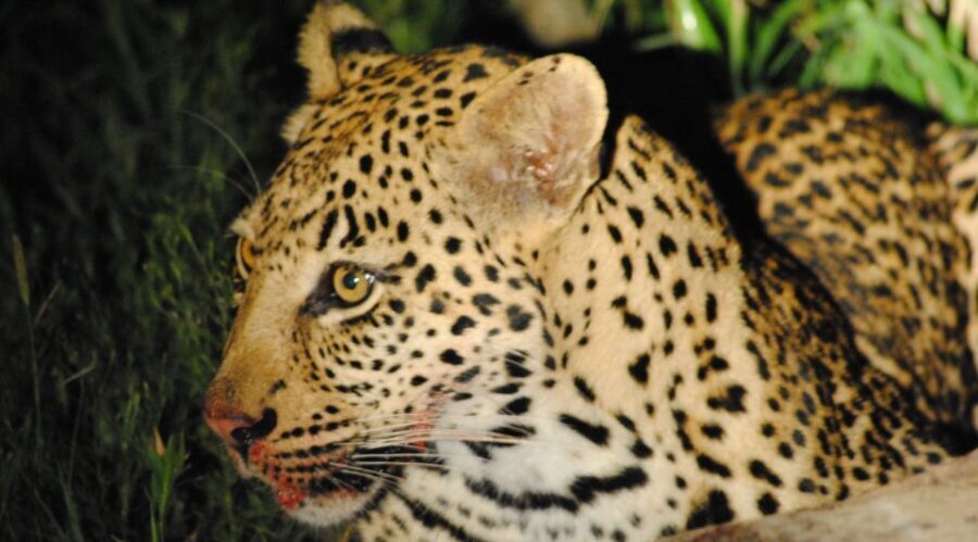 From St Lucia: iSimangaliso Wetland Park Night Drive Safari - An Authentic Nighttime Safari Experience