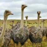 From Stellenbosch: 3-Day Garden Route Tour with Game Drive - FAQ