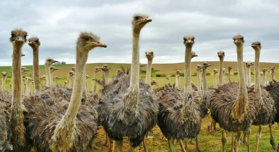From Stellenbosch: 3-Day Garden Route Tour with Game Drive - FAQ