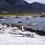 From Stellenbosch: Hermanus Whale Route Tour - What’s Included and What’s Not