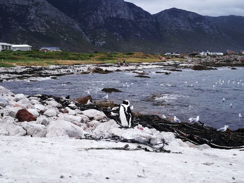 From Stellenbosch: Hermanus Whale Route Tour - What’s Included and What’s Not