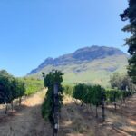 From Stellenbosch: Stellenbosch Guided Vineyard Walk - Why This Tour is Special