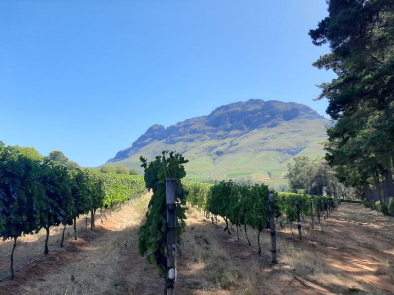 From Stellenbosch: Stellenbosch Guided Vineyard Walk - Why This Tour is Special