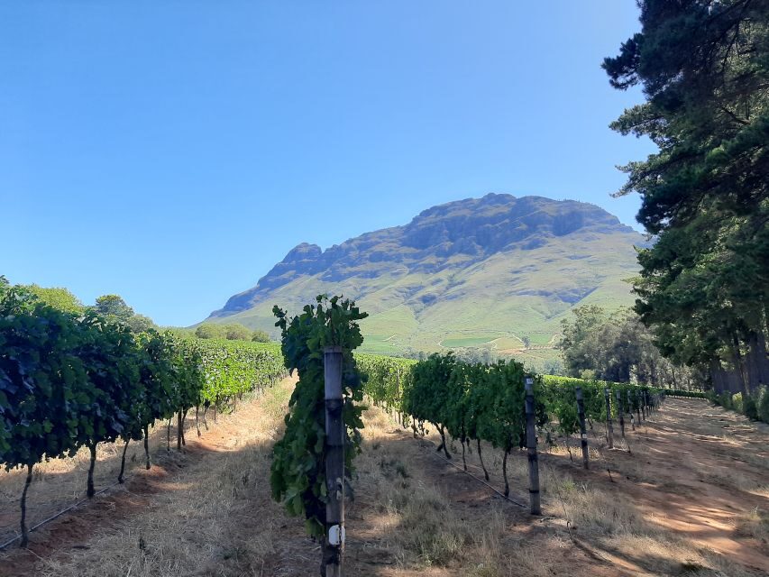 From Stellenbosch: Stellenbosch Guided Vineyard Walk - Why This Tour is Special