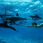 From Stone Town: Mnemba Dolphins & Snorkeling with Lunch - An In-Depth Look at the Mnemba Dolphins & Snorkeling Tour