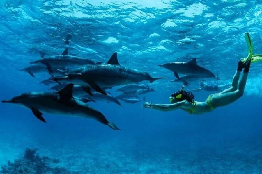 From Stone Town: Mnemba Dolphins & Snorkeling with Lunch - An In-Depth Look at the Mnemba Dolphins & Snorkeling Tour
