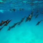 From Stone Town: Mnemba Snorkeling & Dolphins Experience - The Real Value of This Tour