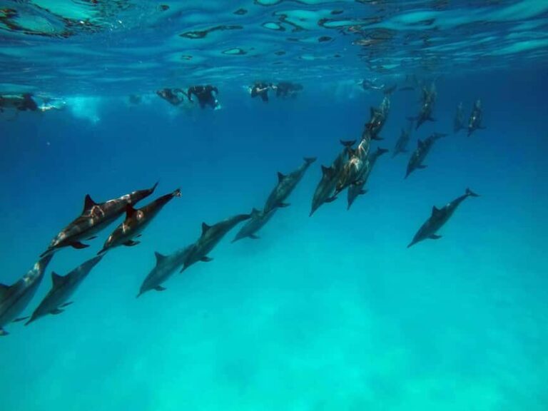 From Stone Town: Mnemba Snorkeling & Dolphins Experience - The Real Value of This Tour