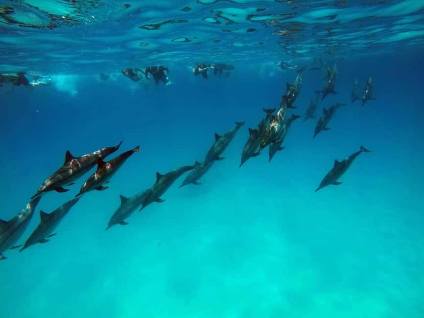 From Stone Town: Mnemba Snorkeling & Dolphins Experience - The Real Value of This Tour