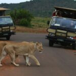 From Sun City: Pilanesberg National Park 3-Hour Game Drive - The Wildlife You Might Encounter
