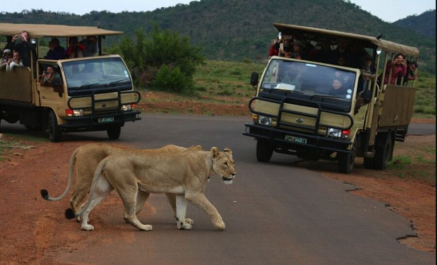 From Sun City: Pilanesberg National Park 3-Hour Game Drive - The Wildlife You Might Encounter
