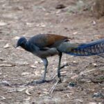 From Sydney: Australian Wildlife Safari with Lunch & Dinner - FAQ