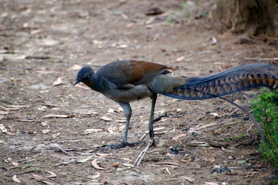 From Sydney: Australian Wildlife Safari with Lunch & Dinner - FAQ