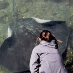 From Sydney: Day Tour to Jervis Bay with Beaches and Koalas - What Makes This Tour Stand Out?