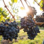 From Sydney: Full-Day Hunter Valley Tour w/ Tastings & Lunch - The Itinerary in Detail: What Makes Each Stop Special