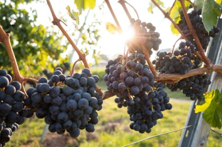 From Sydney: Full-Day Hunter Valley Tour w/ Tastings & Lunch - The Itinerary in Detail: What Makes Each Stop Special