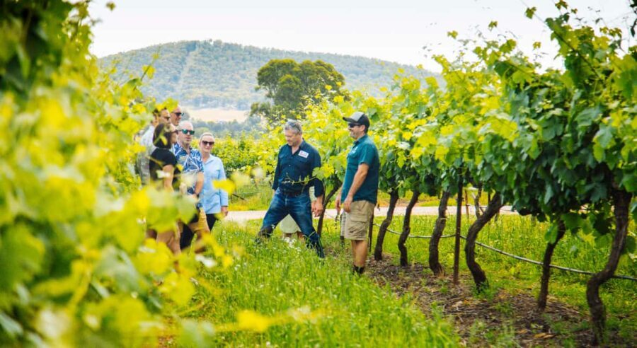 From Sydney: Full-Day Hunter Valley Wine Tour & Lunch - An In-Depth Look at the Hunter Valley Tour