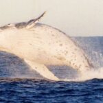From Sydney: Small Group Port Stephens Whales & Dunes Combo - Exploring Nelson Bay and Local Charm