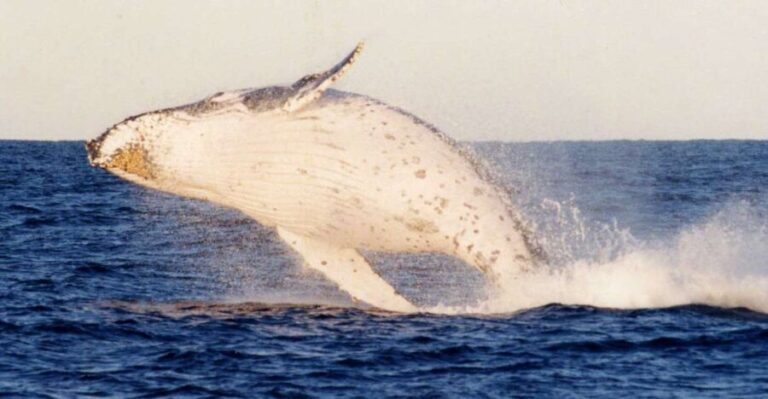 From Sydney: Small Group Port Stephens Whales & Dunes Combo - Exploring Nelson Bay and Local Charm