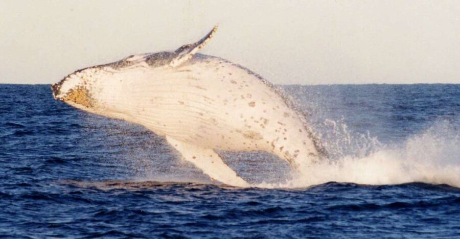From Sydney: Small Group Port Stephens Whales & Dunes Combo - Exploring Nelson Bay and Local Charm