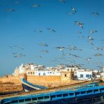 From Taghazout: Medina of Essaouira Guided Day Trip - The Experience: What Really Stands Out