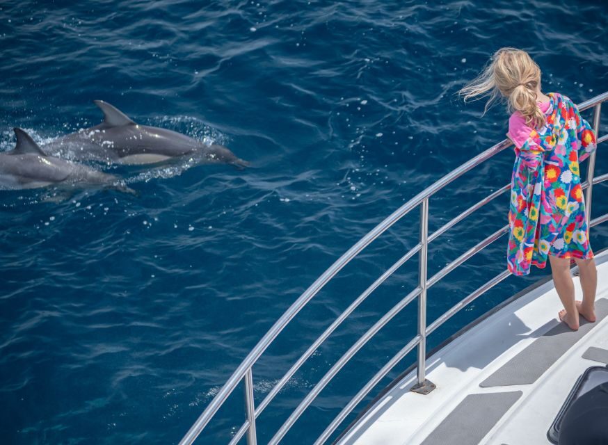 From Tauranga: Half-Day Swimming with Dolphins Tour - Why This Tour Offers Real Value