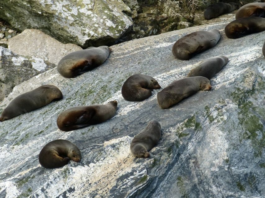 From Te Anau: Milford Sound Tour with Cruise and Lunch - Exploring Milford Sound on Foot