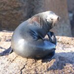 From Triabunna: Maria Island Cruise & Guided Walk with Lunch - Why This Tour Offers Great Value
