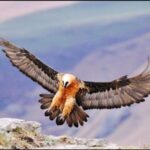 From Underberg: Overnight Lesotho Trip with Meals & Lodging - Key Points