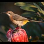 From Underberg: Specialist Sani Pass Guided Birding Tour - FAQ