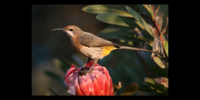 From Underberg: Specialist Sani Pass Guided Birding Tour - FAQ