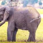 From Victoria Falls: Chobe Half Day Game Drive - Why This Tour Offers Great Value