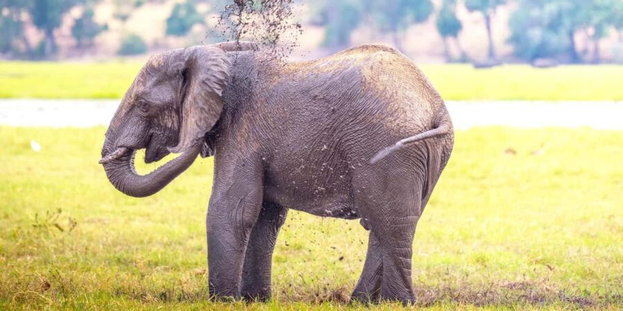 From Victoria Falls: Chobe Half Day Game Drive - Why This Tour Offers Great Value