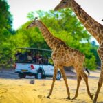 From Victoria Falls: Full Chobe Day trip to Chobe, Botswana - Why This Tour Offers Good Value