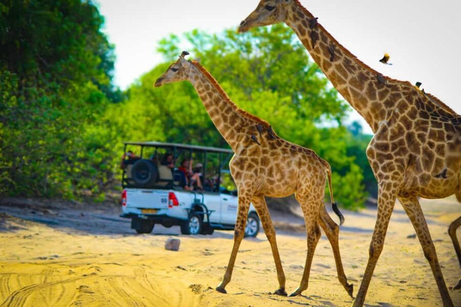 From Victoria Falls: Full Chobe Day trip to Chobe, Botswana - Why This Tour Offers Good Value