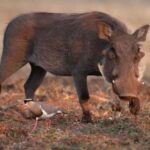 From Victoria Falls: Game drive and Rhino walk (Zambia) - What’s Included and What’s Not