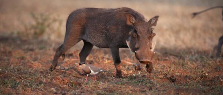 From Victoria Falls: Game drive and Rhino walk (Zambia) - What’s Included and What’s Not
