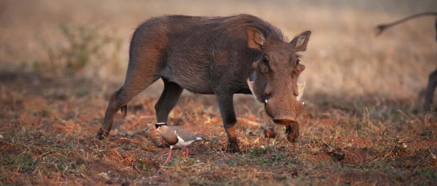 From Victoria Falls: Game drive and Rhino walk (Zambia) - What’s Included and What’s Not