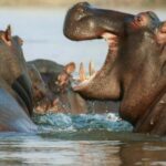 From Victoria Falls: Private Village Trip to Namibia Island - What’s Included and What’s Not