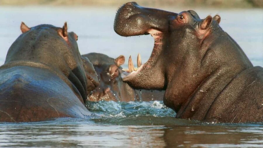 From Victoria Falls: Private Village Trip to Namibia Island - What’s Included and What’s Not
