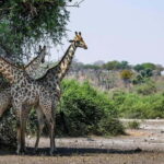 From Victoria Falls to Chobe National Park, Safari Adventure - Considerations and Tips
