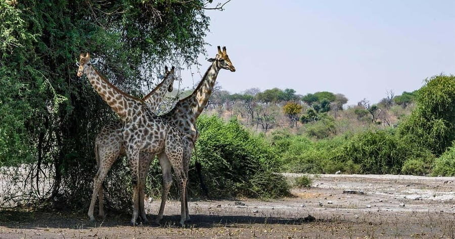 From Victoria Falls to Chobe National Park, Safari Adventure - Considerations and Tips