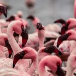 From Walvis Bay: Sandwich Harbour and Pelican Point Tour - An In-Depth Look at the Sandwich Harbour and Pelican Point Tour