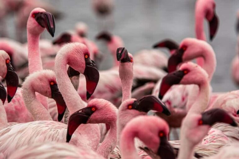 From Walvis Bay: Sandwich Harbour and Pelican Point Tour - An In-Depth Look at the Sandwich Harbour and Pelican Point Tour