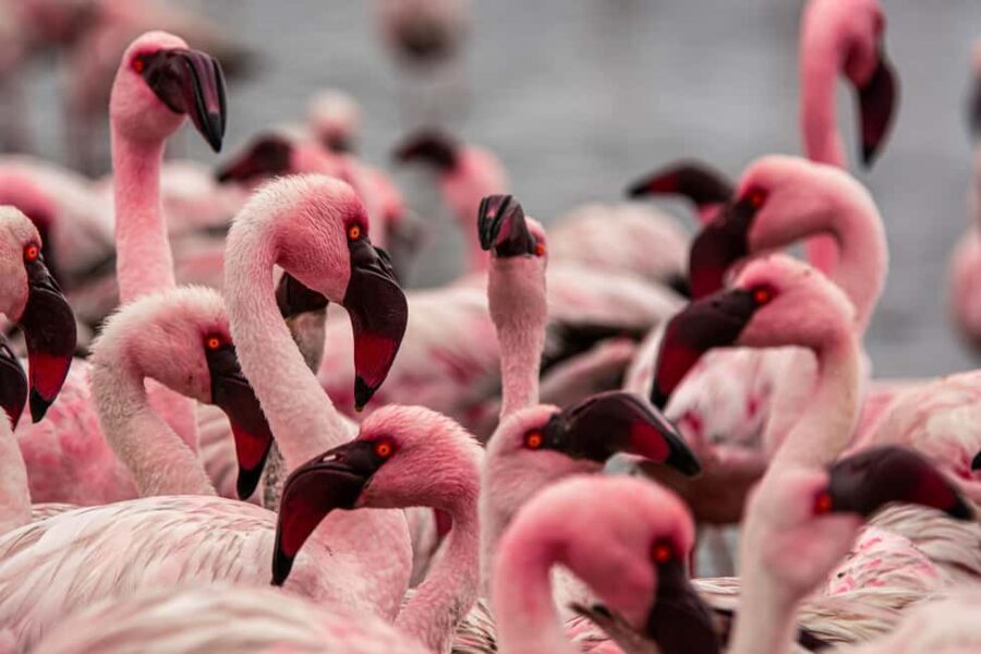 From Walvis Bay: Sandwich Harbour and Pelican Point Tour - An In-Depth Look at the Sandwich Harbour and Pelican Point Tour
