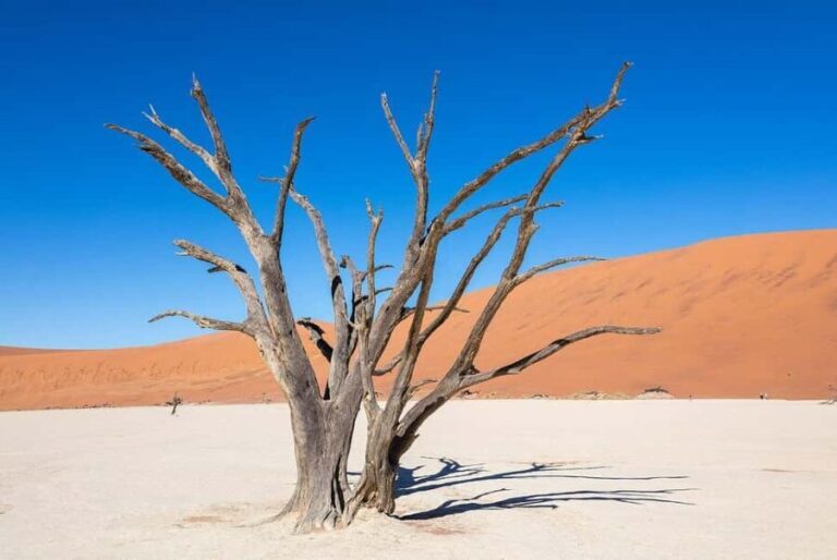 From Windhoek: Budget Sossusvlei Guided 2-Day Tour - The Experience of Guided Tours