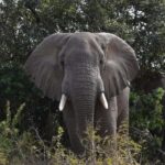 from Zanzibar: 1-Day Nyerere/selous safari by flight - Who Should Consider This Tour?