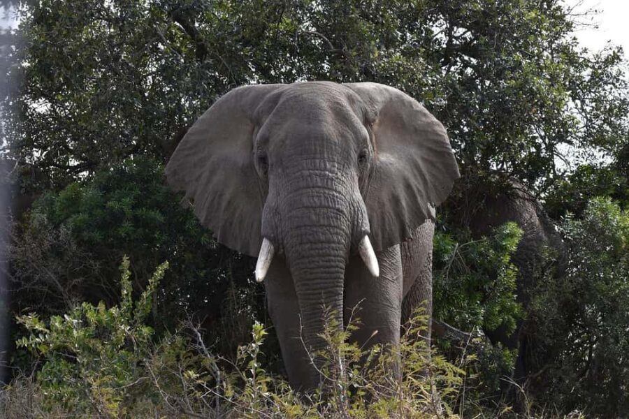 from Zanzibar: 1-Day Nyerere/selous safari by flight - Who Should Consider This Tour?