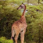 From Zanzibar: 1 Day Safari Selous VIP trip with Flights - Pricing and Value Analysis
