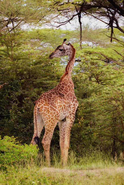 From Zanzibar: 1 Day Safari Selous VIP trip with Flights - Pricing and Value Analysis